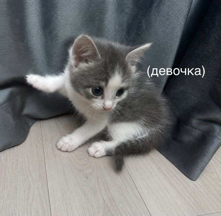 Отдам котят в добрые руки