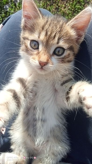 Котята бесплатно в добрые руки