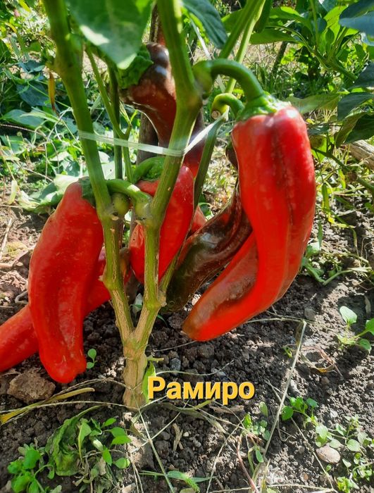 Семена коллекционных перцев