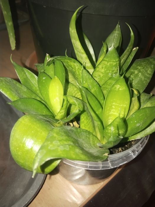 Комнатные растения