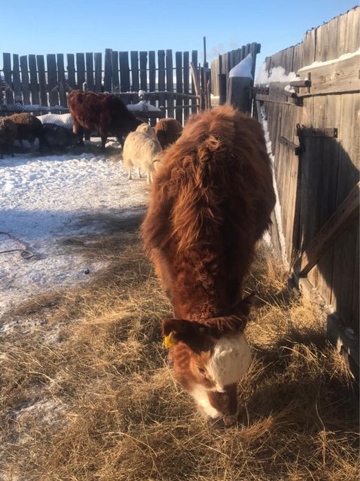 Бұзау сатылады ұрғашы