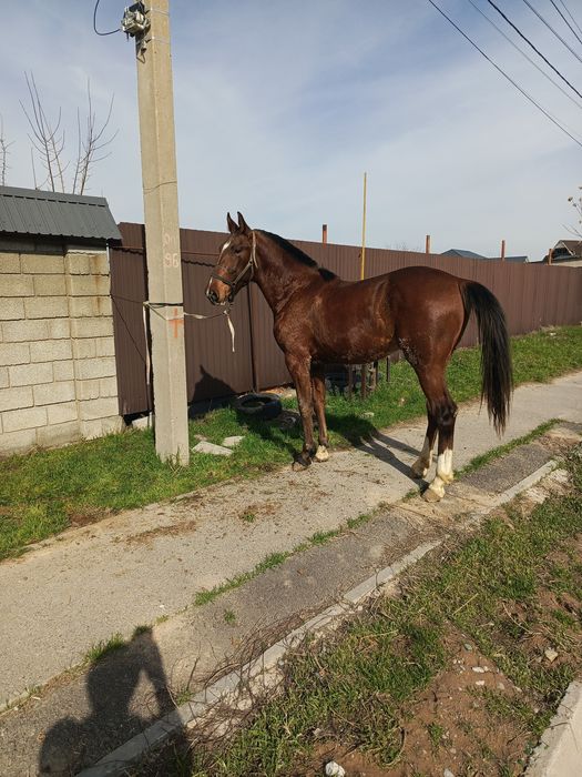 Лошадь продается