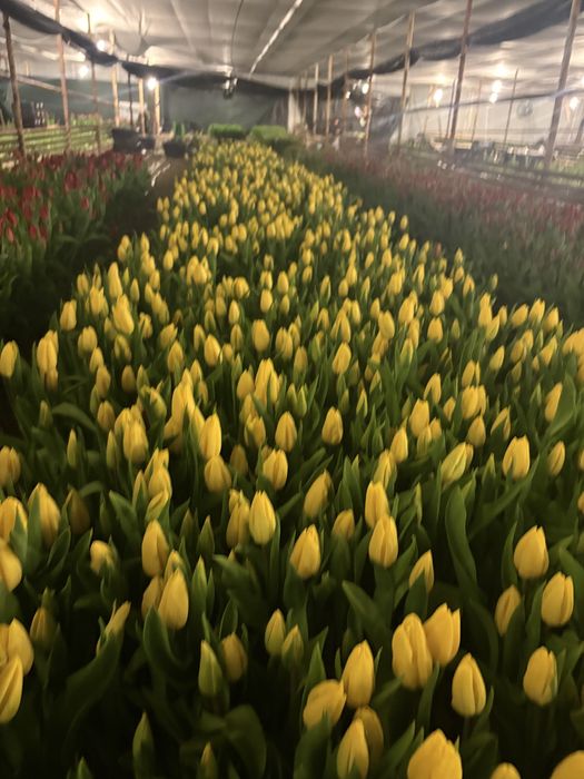 Самые крупные тюльпаны в Астане