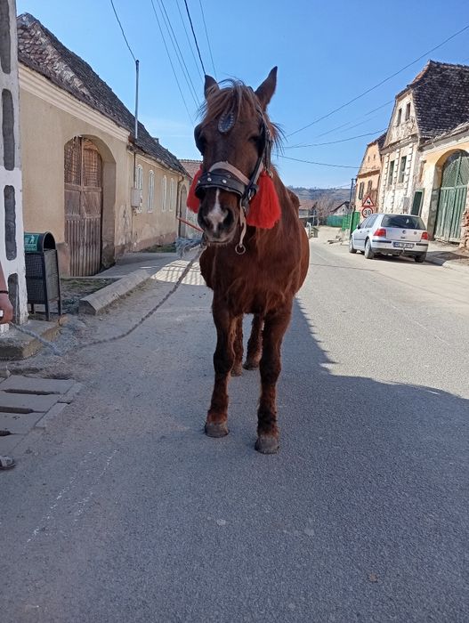 Vând iapa cuminte garantată