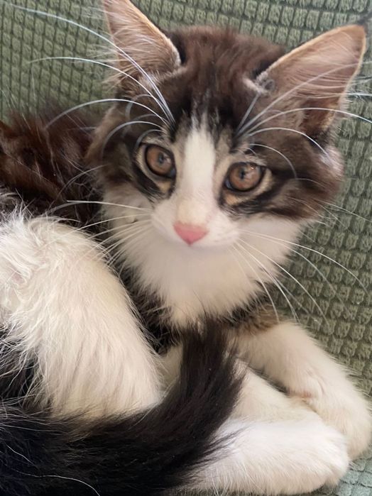 Мушукчалар срочно сотилади