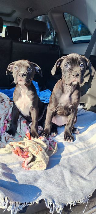 Продаются щенки ///