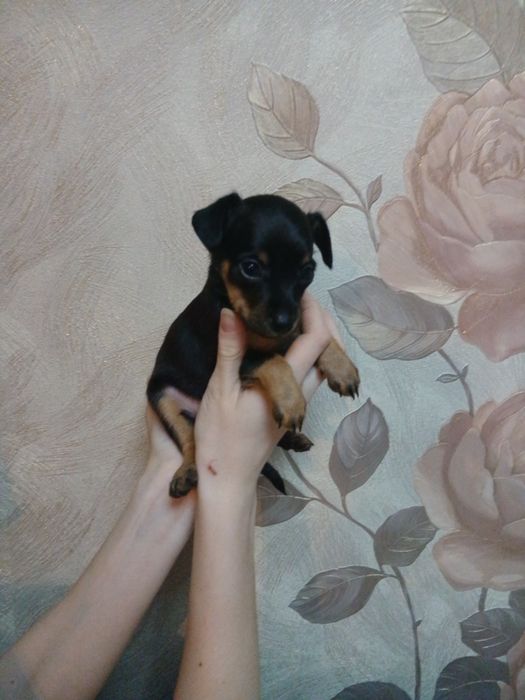 Продам щенка той- терьера