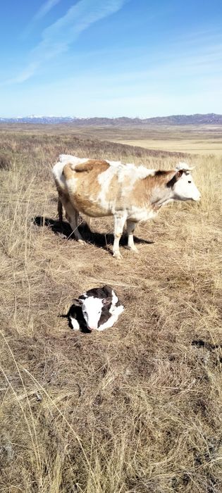 Ассалаумағалайкум сиыр сатылады