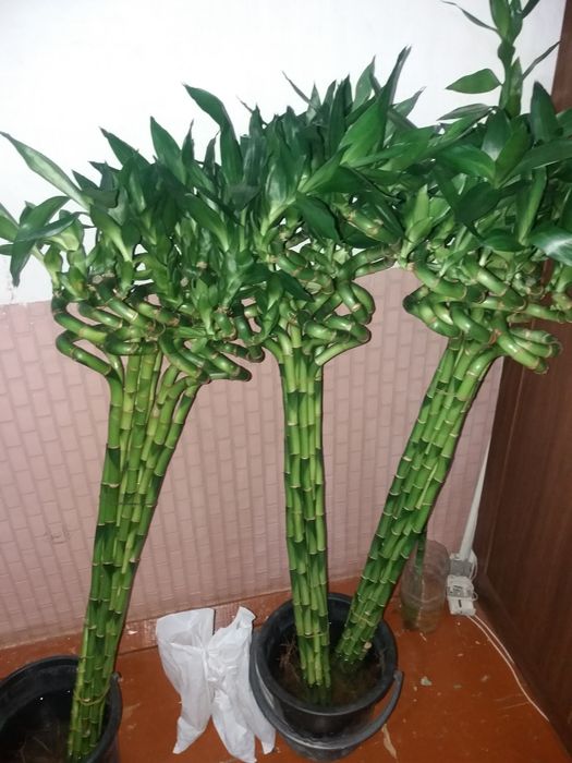 Продается растения бамбук