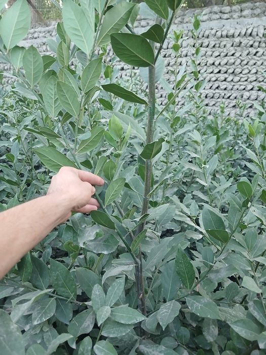 Lavrolivilost koʻchatlari hammer razmerlari mavjud