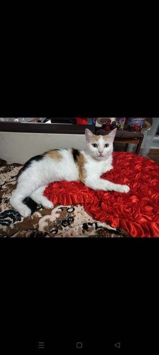 Милая кошечка ищет дом