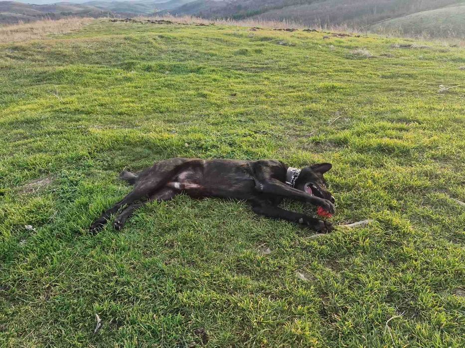 Холандска овчарка мъж