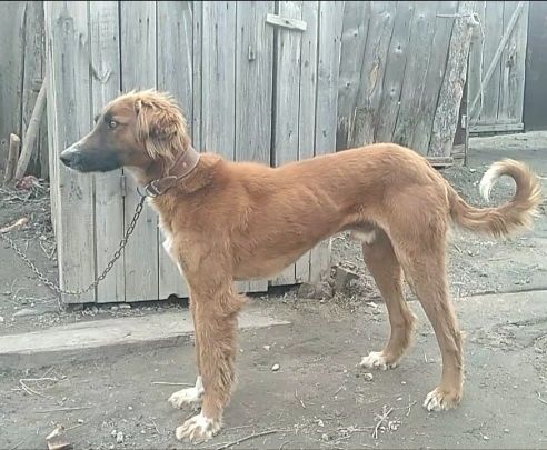 Рабочий 2 жасар Казаки Тазы