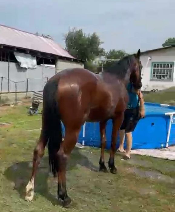 Полу кровь құнан сатылады