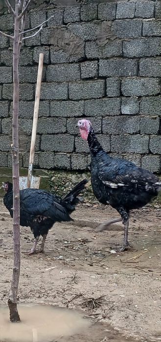 Ундиктер порода гибрид