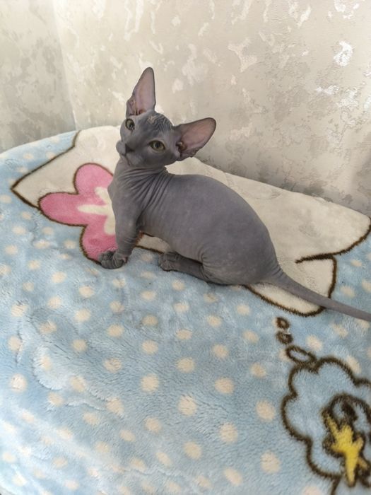 Продаются девочки бамбино шорт. И один мальчик