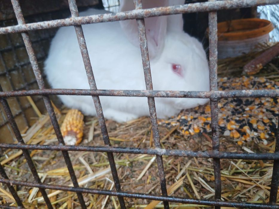 O pereche Urias german rasa pura și un mascul pe alb curcit