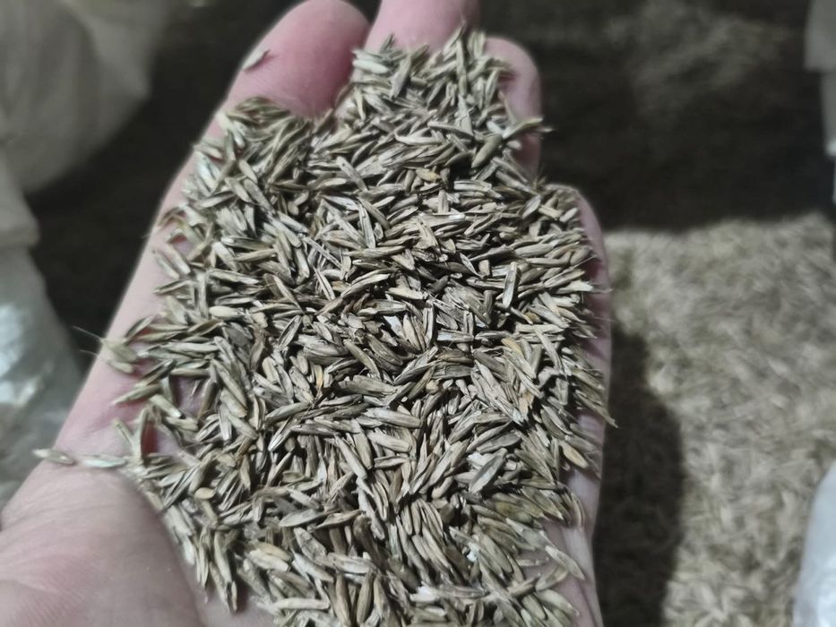 Beda,gazon,sudanka,esparset.