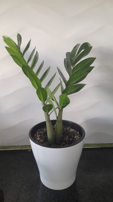 Үй гүлдері сатылады