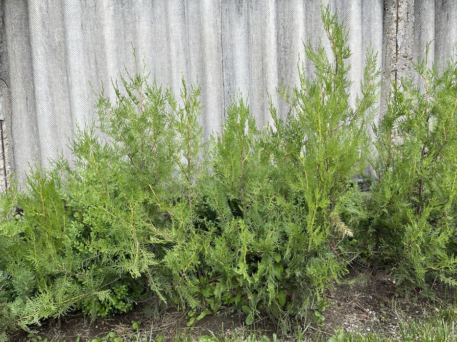 Braduti de gradina 35 lei bucata