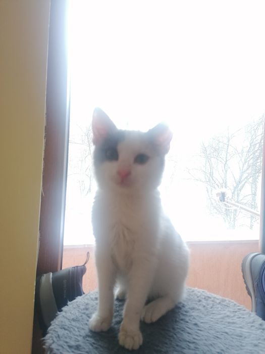 Женска котка на 3 месеца безплатна