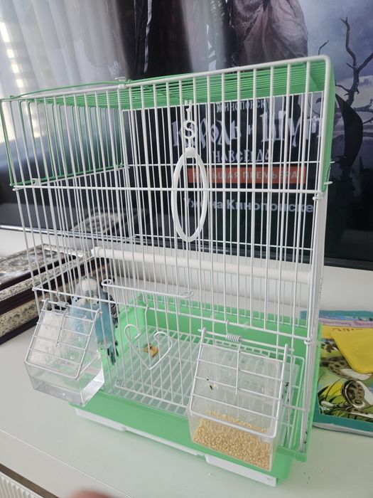 Продам волнистого попугая.