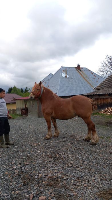 De vânzare,cai amândoi