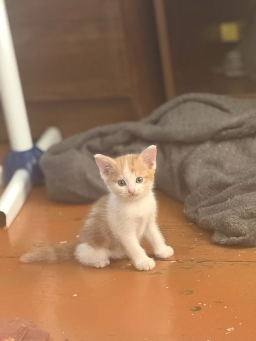 Котята бесплатно