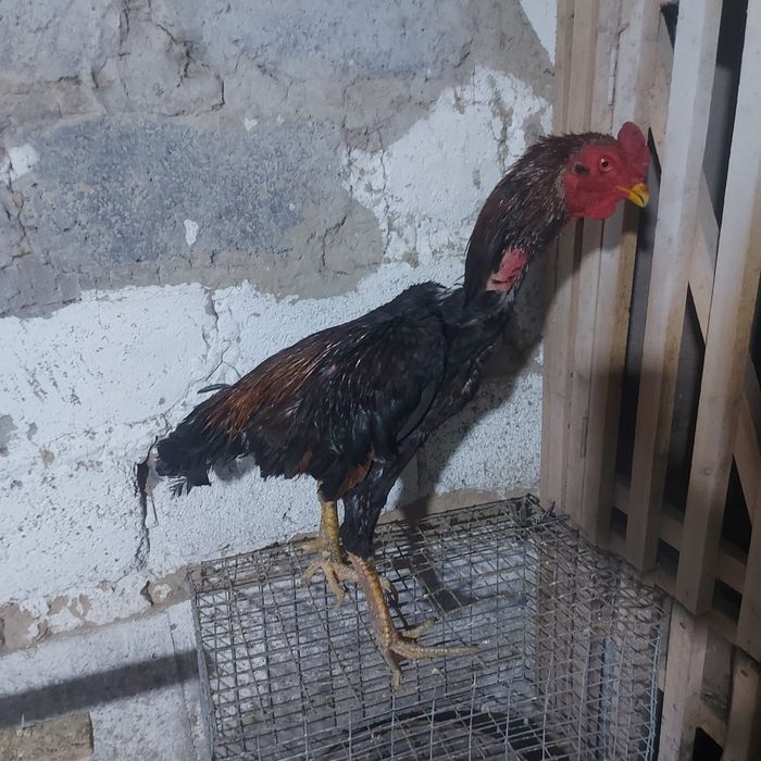 Шолпан туляк 2год крупный