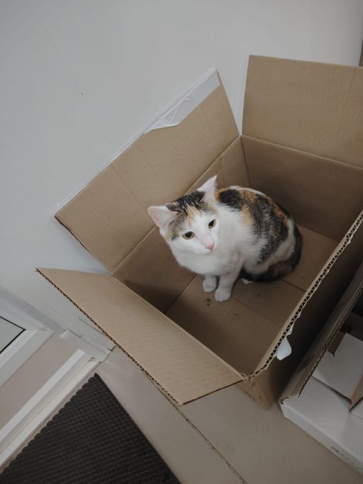 Отдам кошку и котенка