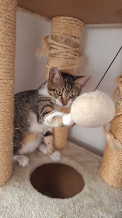 pisicuta superba de adoptat, pui de pisica frumos, pisicuta pentru adoptie, puiut de pisica, pui, pisicuta