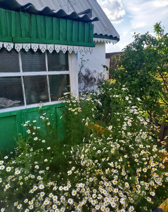 Продам  дачу в городе.