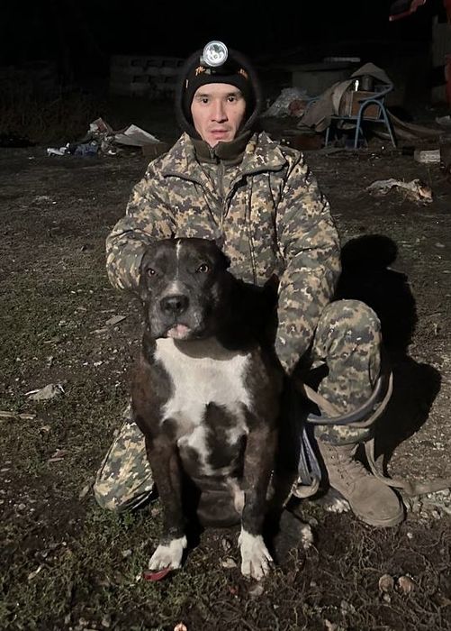 Питбуль Мерль Вязка ВЯЗКА!!!