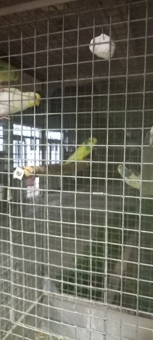 Volnistiy popugay sotiladi