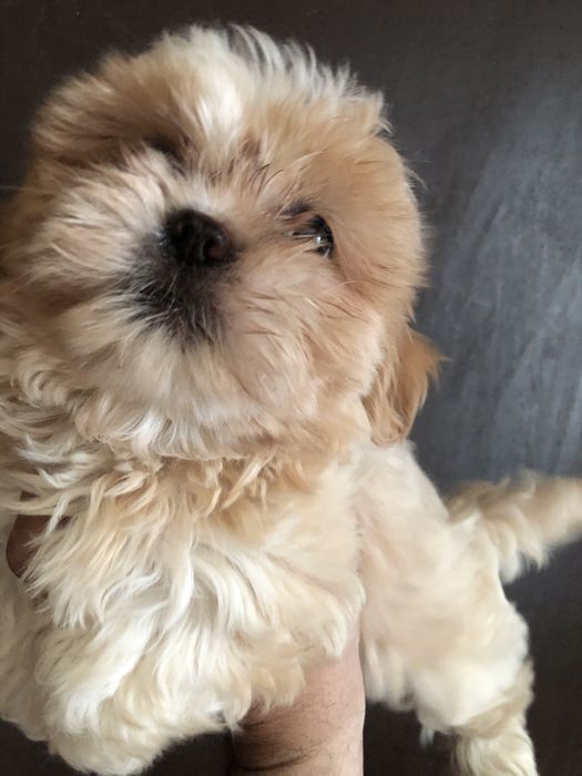 Catelusa shih tzu 2 luni