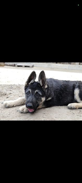 Подрощенная сука ВЕО