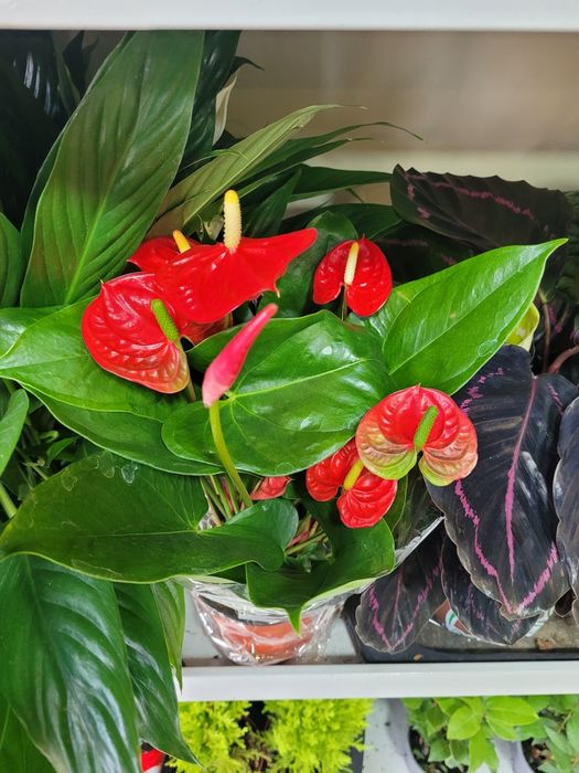 Антуриум. Мужское счастье