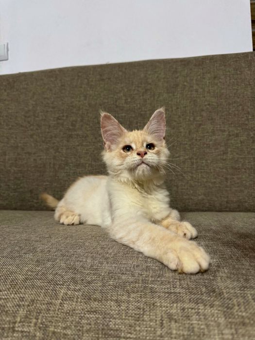 Femela maine coon felisa autorizata