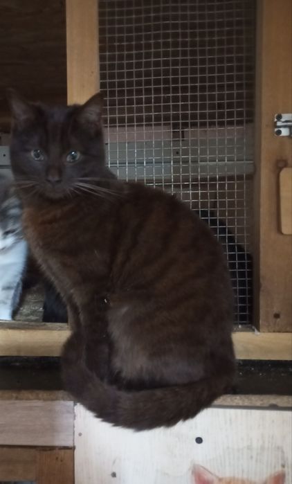 Британский метис котик