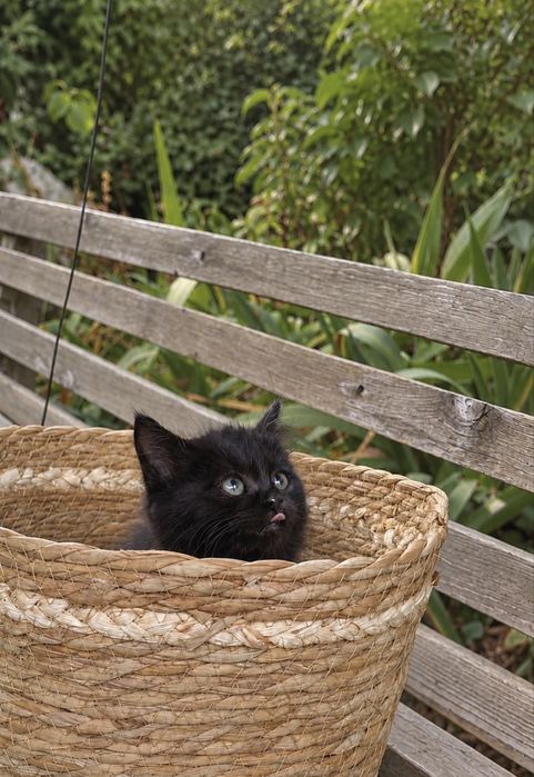 Котята ищут дом
