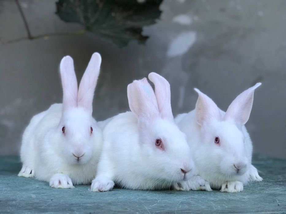 Iepuri Hycole Francez