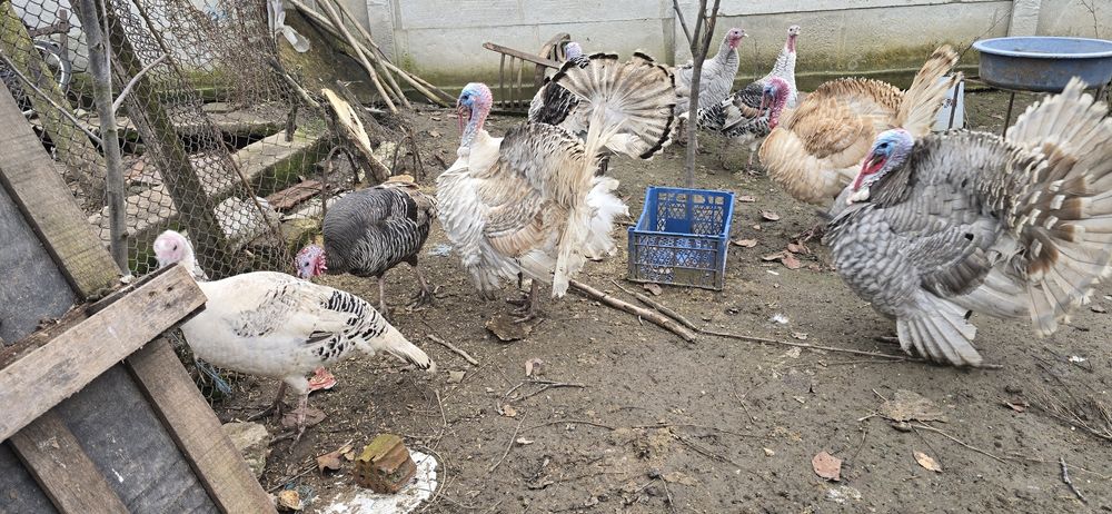 Vând  Curcani  Curci  mai  multe detalii în privat 250lei