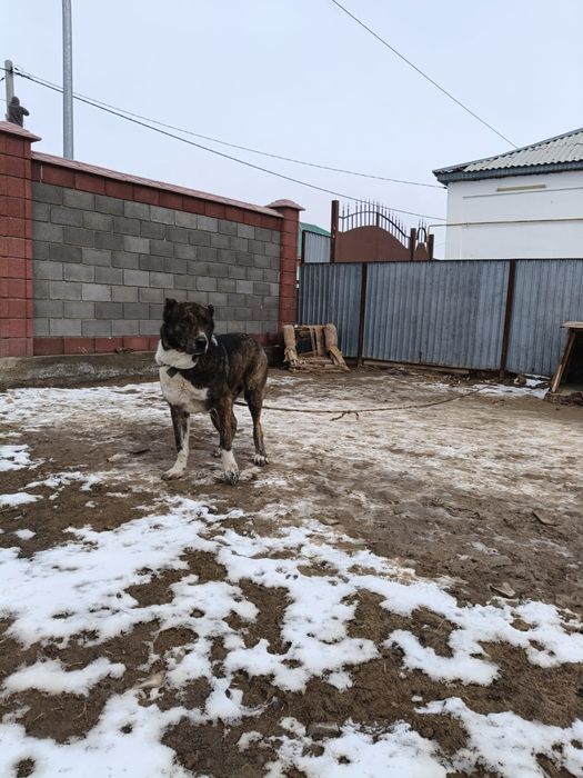 Қазақы төбет ит сатылады.