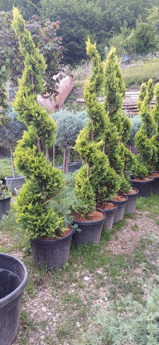 Catalpa ,prunus pisardis, palmieri ,Măslini