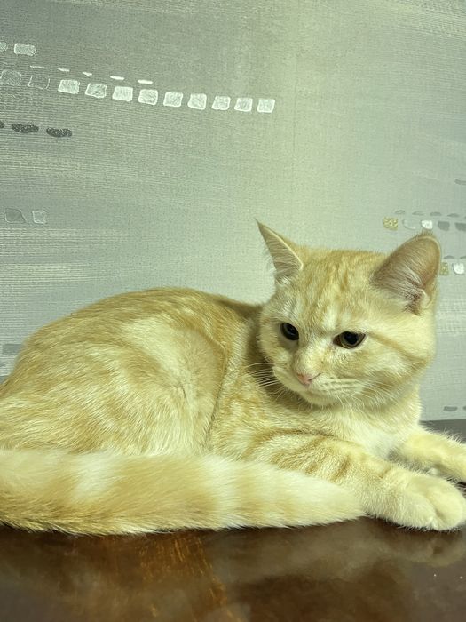 скоттиш страйт 5 месяцев