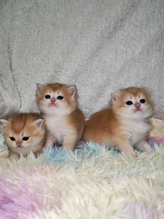 Золотая шиншилла котята