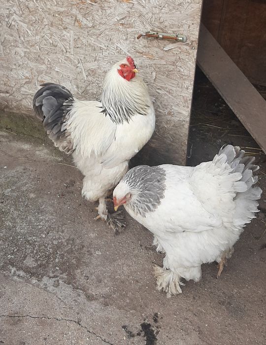 De vânzare pereche sau separat Brahma