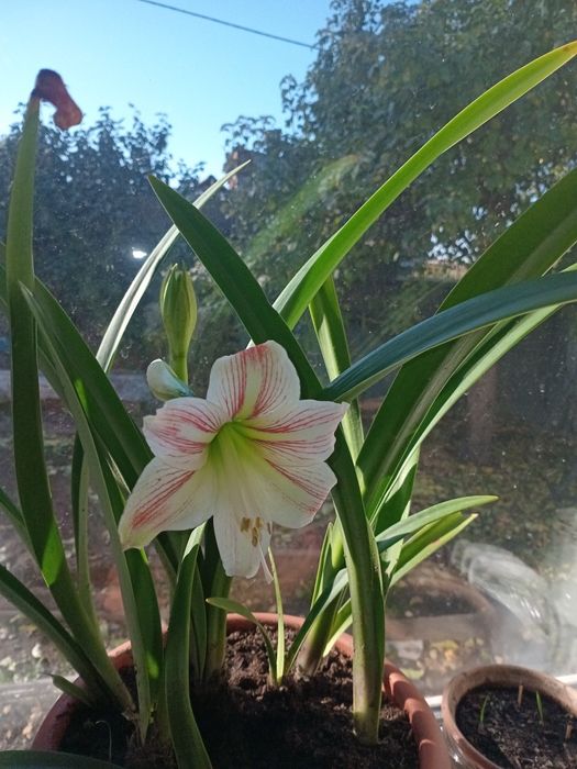 Амарилис красный и белый