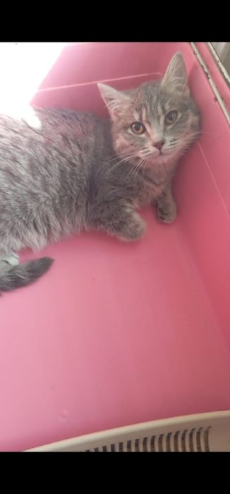 Котенок 5 месяцев