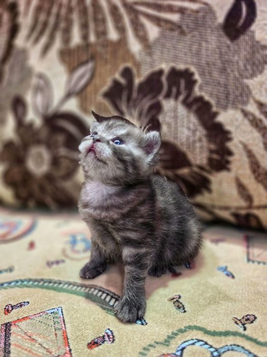 Продам котят скоттиш-страйт